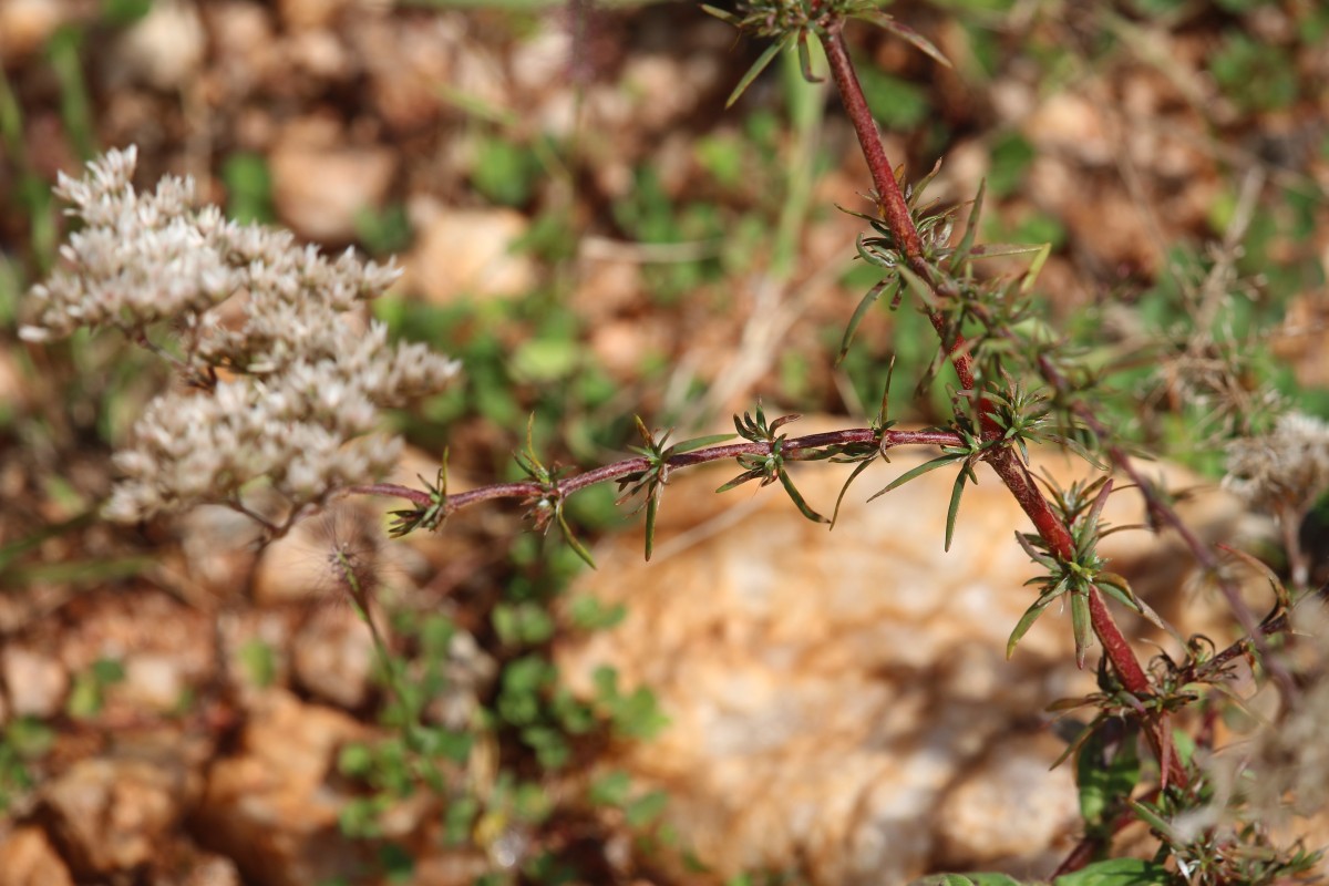 Polycarpaea corymbosa (L.) Lam.